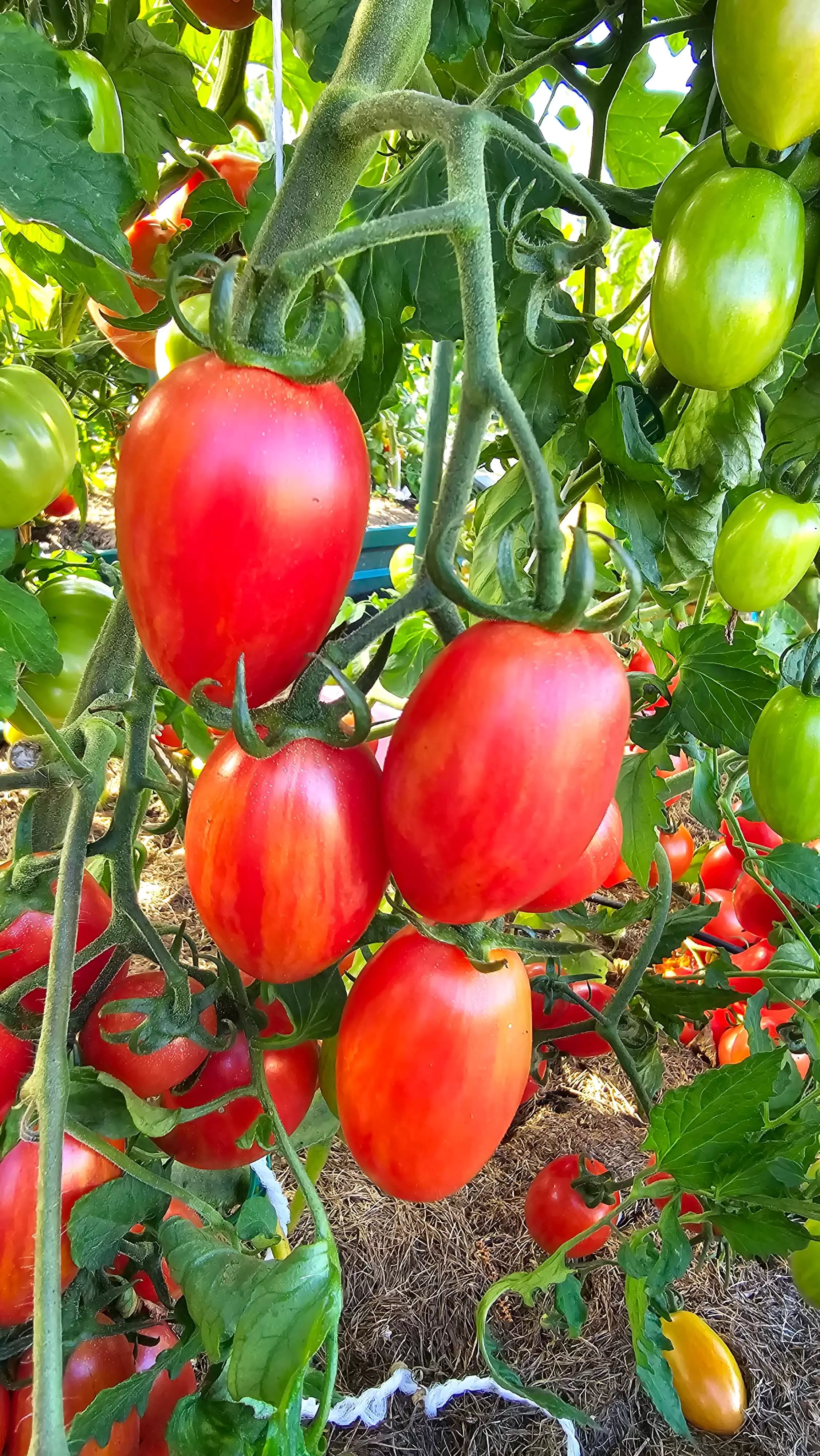 Маглия роза