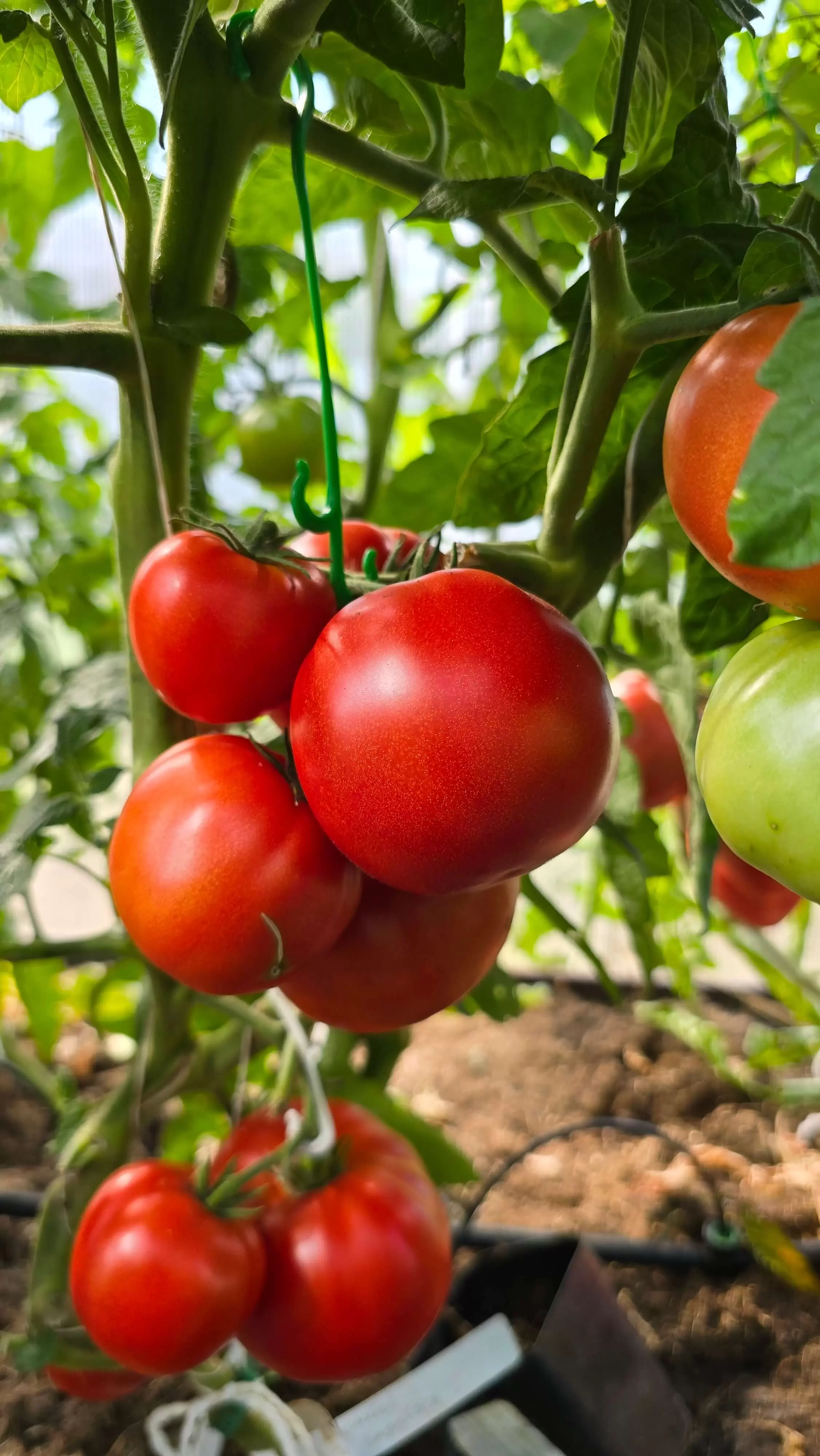 Гном Варатах