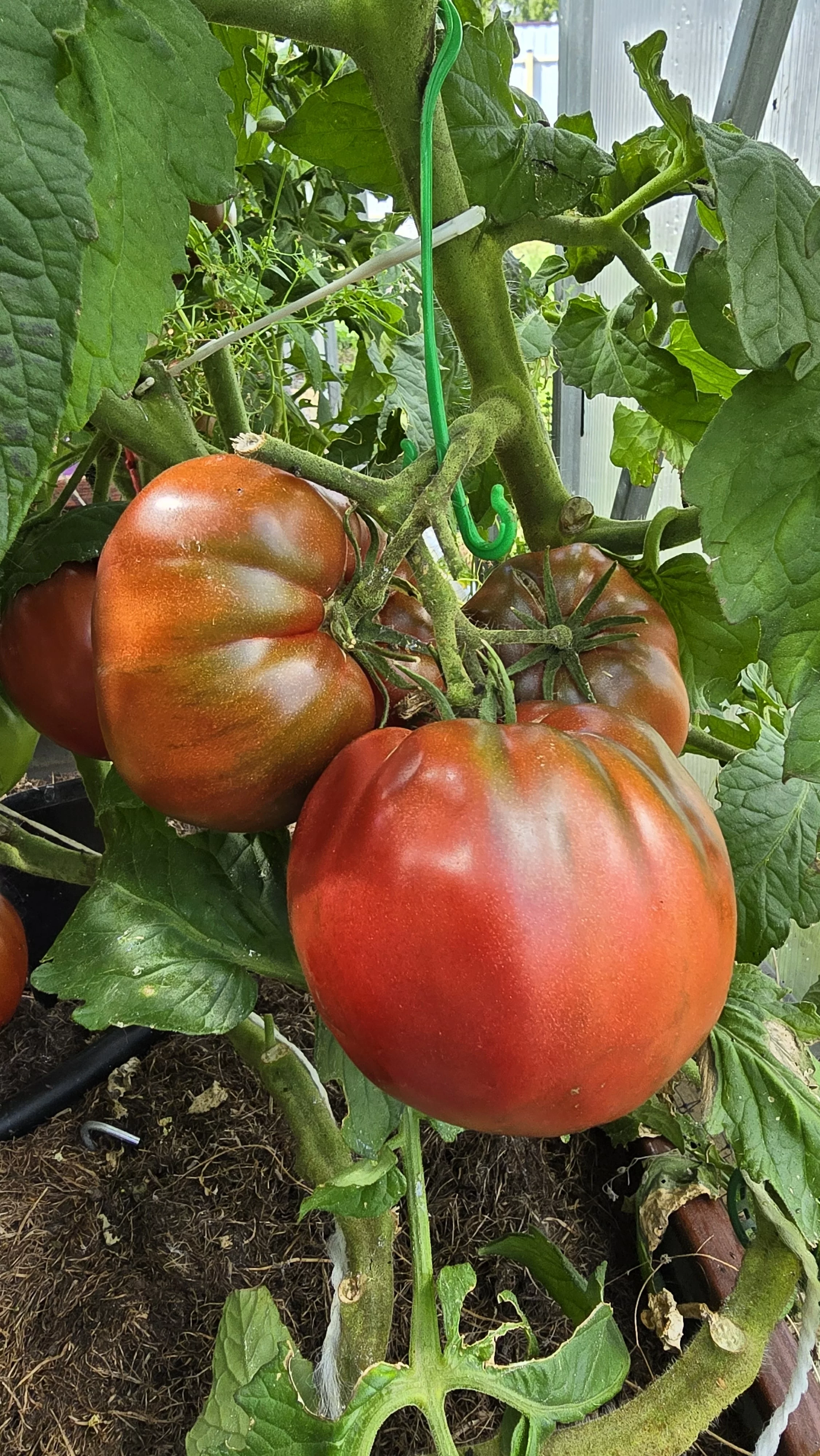 Гном фиолетовое сердце