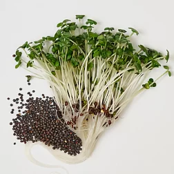 Семена "Моя микрозелень" Брюква