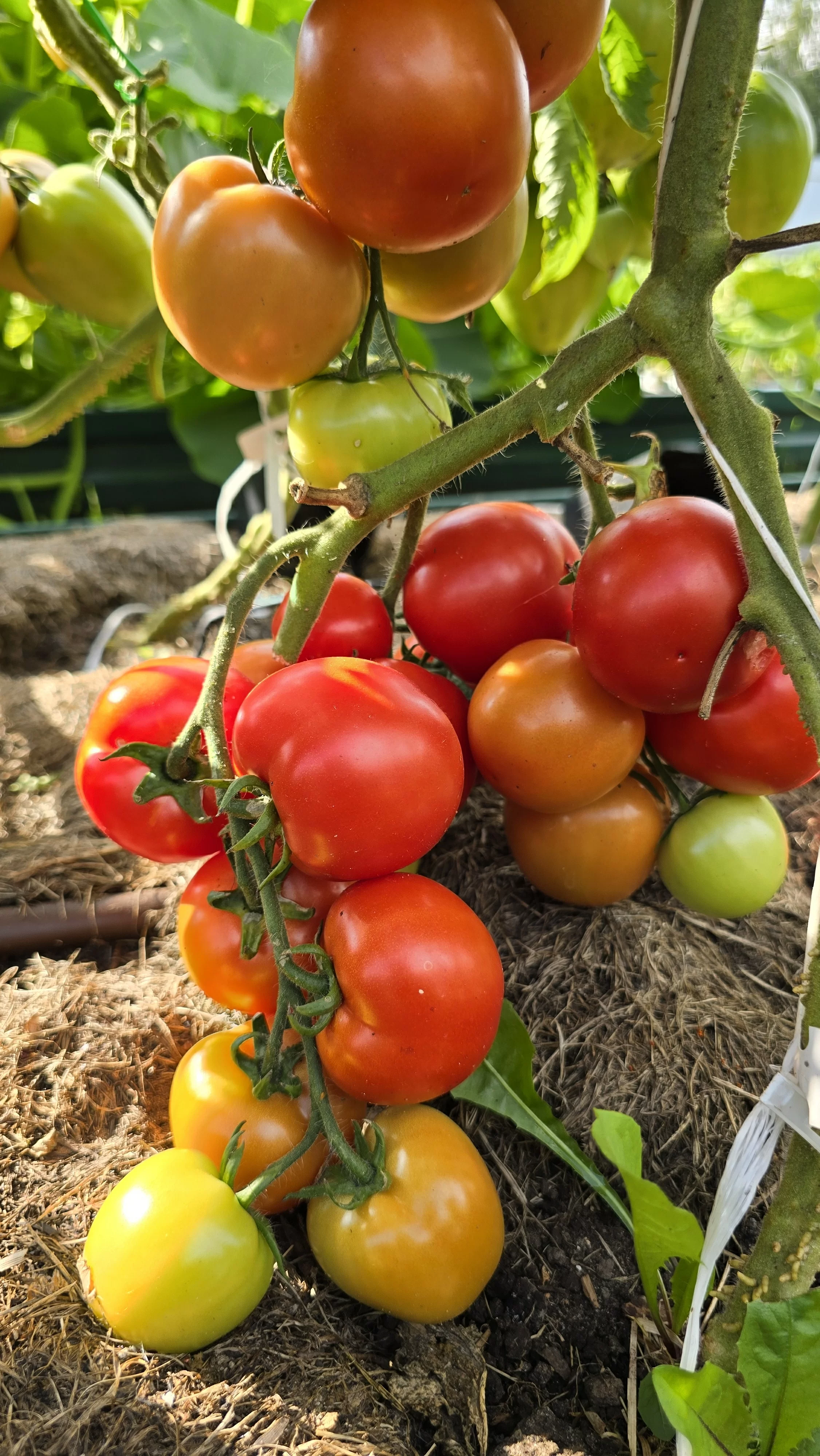 Ранний кистевой