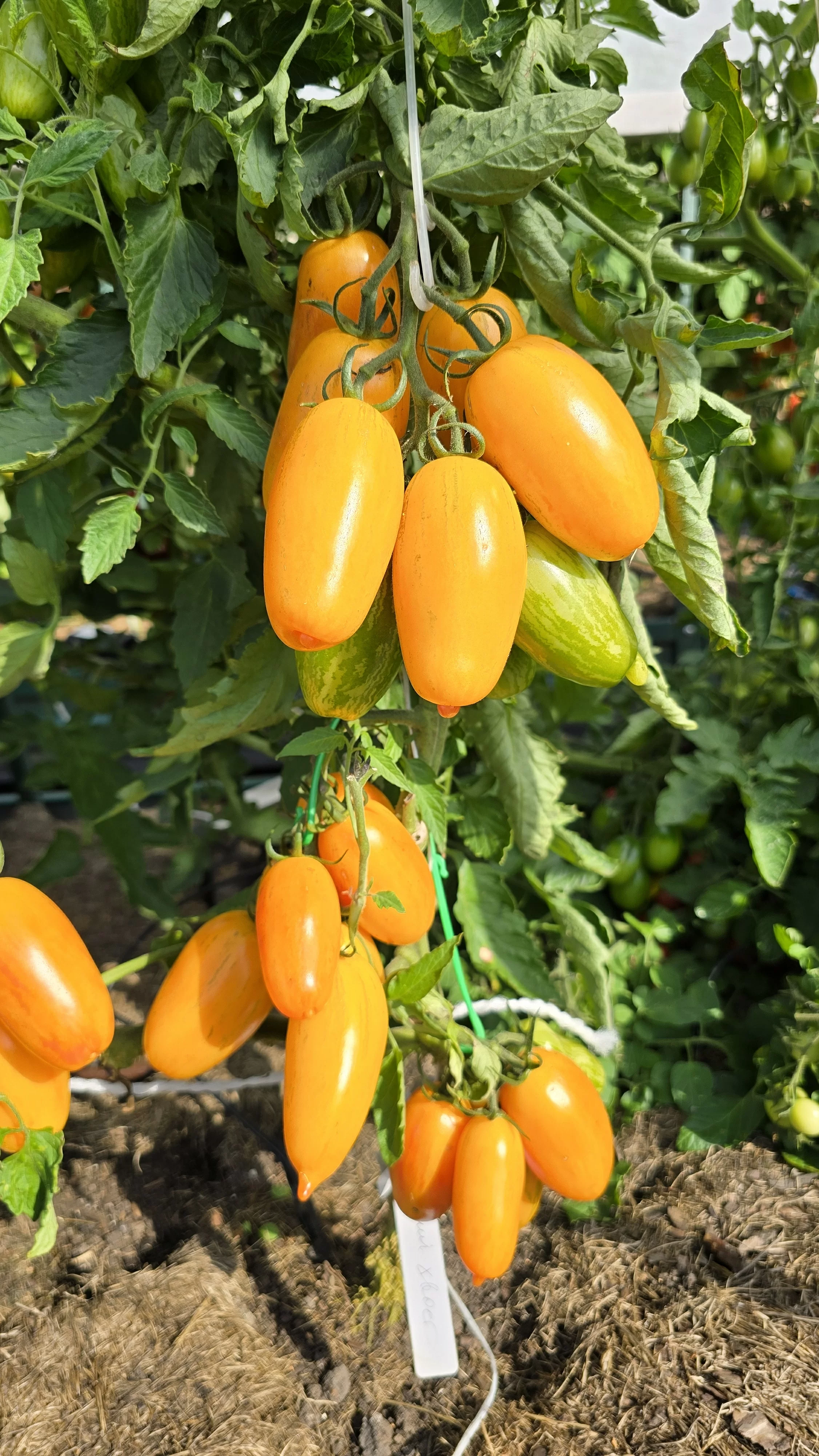 Лисий хвост