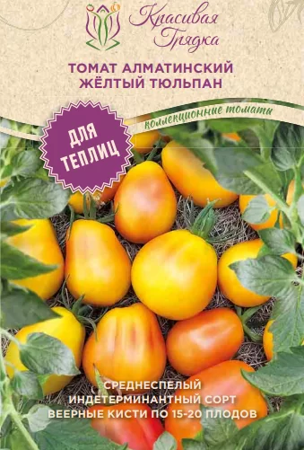 Алматинский желтый тюльпан