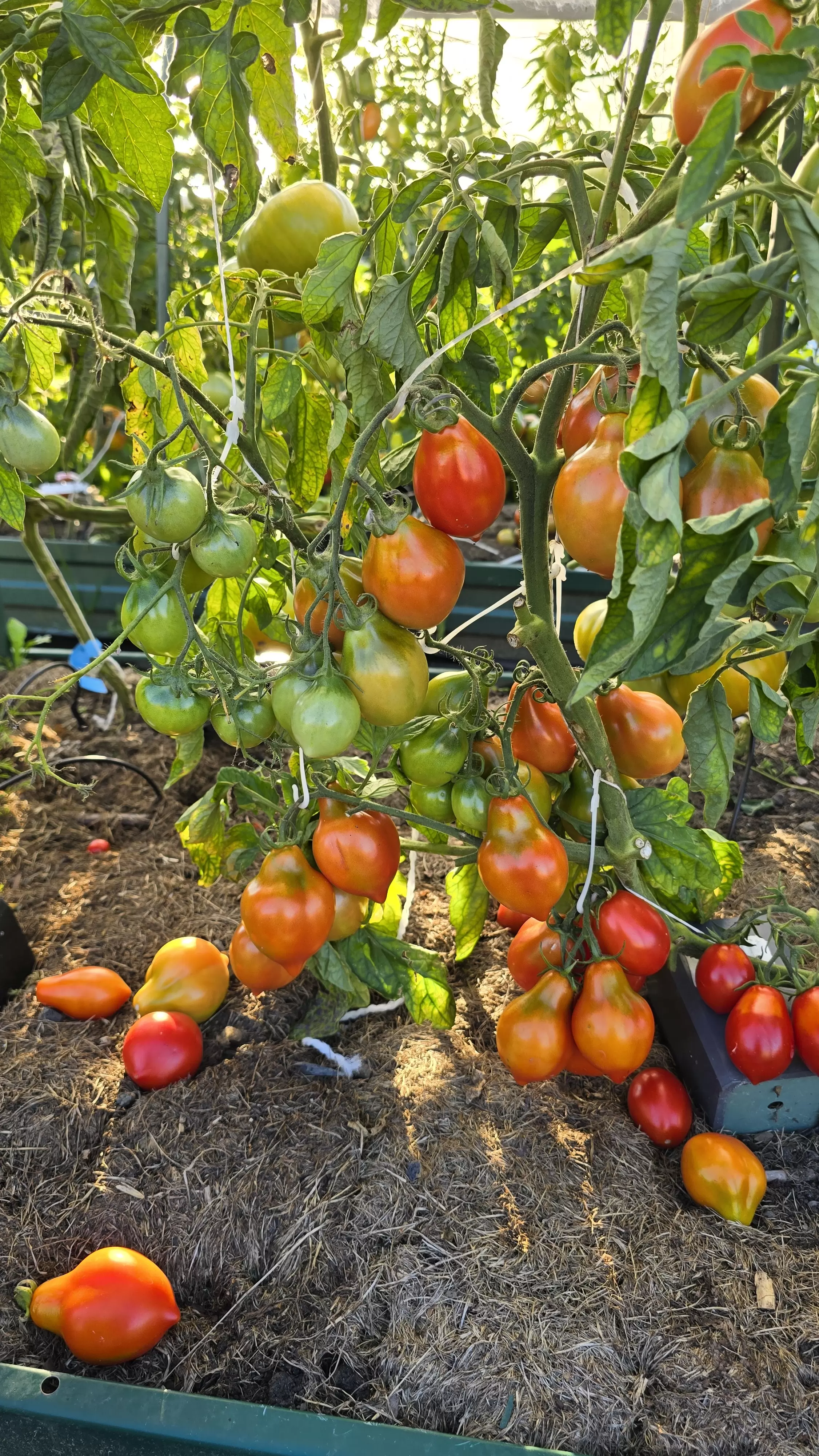 Весенняя капель