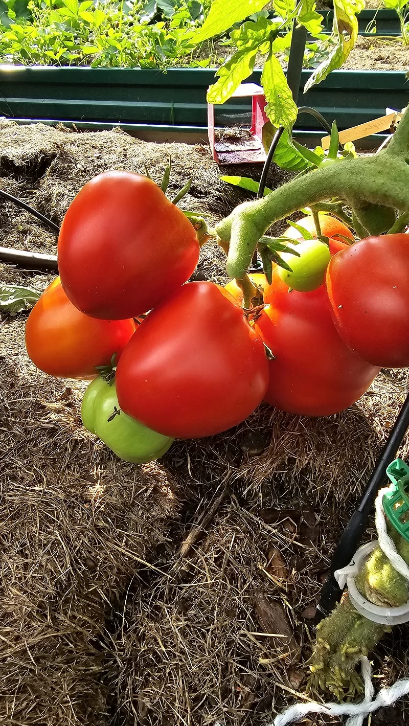 Китайский обсыпной малыш